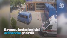 Boynuzu Kırılan Keçiyi Acil Servise Götürmek