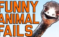 Funny Animal Fails: Just In Time For Election 2016 | Fail Army