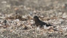 Komodo Ejderinin Yılanlara Karşı Ölümle Dansı