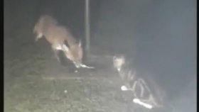 Tilkiye Kafa Tutan Balıkesir'in Çılgın Kedisi