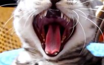 What's Roar İs The Best? Funny Cats Vs Cute Kittens | Try Not To Laugh !