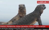 Yılanların Mahallesine Düşen İguananın Videosu Rekor Kırıyor