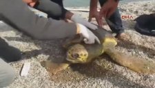 Gölette Mahsur Kalan Caretta Caretta Kurtarıldı
