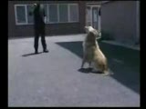 köpek eğitimini seviyorum diyenlere...