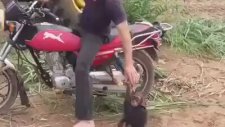 Motorcu Maymun