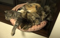 Kedi Videoları