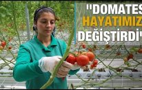 'Domates Hayatımızı Değiştirdi'