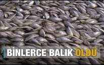On Binlerce Balık Ölü Bulundu
