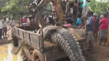 Sri Lanka'da Kurtarılan Dev Alligator