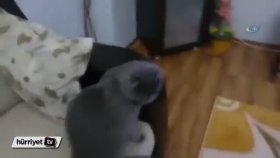 Günde 5 Saat Belgesel İzleyen Kedi