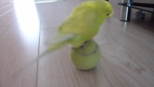 Tenis Topuyla Oynayan Muhabbet Kuşu