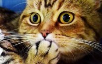 Happy Birthday Coco ! Cute Kittens And Funny Cats Compilation - Kedi Videoları