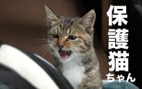 Kedi Videoları