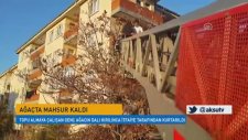 Ağaçtaki Topunu Almak İsterken Mahsur Kaldı