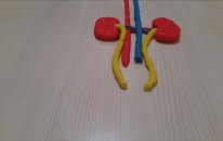 Boşaltım Sistemi Yapı Ve Organları
