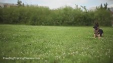 Doggy Dan the Online Dog Trainer Review Does It REALLY Work