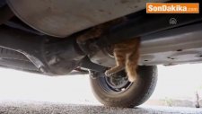 Başını Sıkıştıran Kedi Yavrusunu Itfaiye Kurtardı