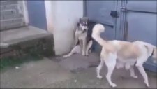 Anne Köpeğin Karşısında Esas Duruş Durmak