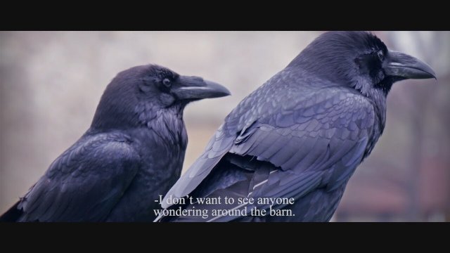 Kuzgun (Raven) Fragman