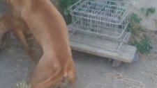 Pitbul Dövüşü