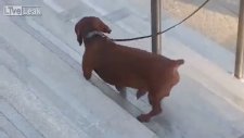 Köpeğe Izdırap Olan Karga