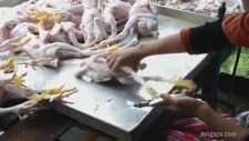 Piliçlerin Nasıl Şişirildiğini Görünce Şok Olacaksınız