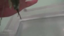 Peygamberdevesinin Korkunç Özelliği Mutasyon Geçirmesi