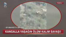 Kangal Vaşak Kapışması