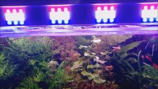 Bitkili Akvaryum Led Aydınlatma Yapımı