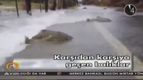 Karşıdan Karşıya Geçen Balıklar