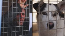 Remi Gaillard Bir Kafeste 87 Saat Yaşayarak 200 Bin Euro Topladı