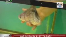 Gövdesinin Yarısı Olmayan Balık 6 Ay Yaşadı