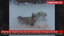 Bu Köpek Tek Başına Kurt Sürüsünü Alt Etti