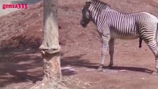 Zebra Love YouTube
