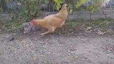 Kediye Ders Veren Psikopat Tavuk