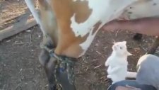 Doğal Beslenen Kedi Yavrusu
