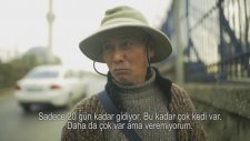 Unkapanı Köprüsünde Hergün Kedi Besleyen Filipinli