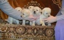 Secereli Labrador Retriever Yavruları