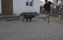 Tibet Mastifi - Tibetan Mastif