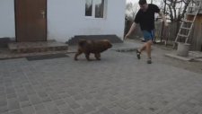 Tibet Mastifi - Tibetan Mastif