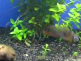 bolivian ram
