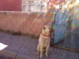 sivas kangal köpeği