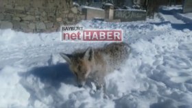 Bayburt'ta Ayakta Donan Tilki