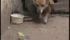 KÖPEK DEYİP GEÇMEYİN DIŞARDA ÜŞÜYEN CİVCİVİ KULÜBESİNE GÖTÜRÜP BAKIYOR İBRET DERS ALIN
