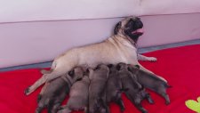 SATILIK PUG MOPS YAVRULARI TUVALET EĞİTİMLİ SAHİBİNDEN