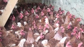 Kümese Giren Tilkiyi Kovalayan Tavuklar