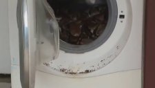 Çamaşır Makinesinin İçinden Piton Yılanı Çıktı