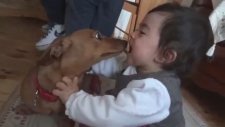 Bebeği Öpücüklere Boğan Köpek