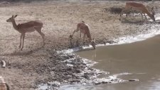 Timsahın Avı Olmaktan Son Anda Kurtulan İmpala
