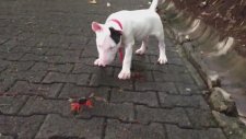 Bull Teriyer Köpeğin Yengeç ile Mücadelesi